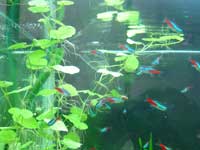 鳴鹿水族館 ２００４年４月